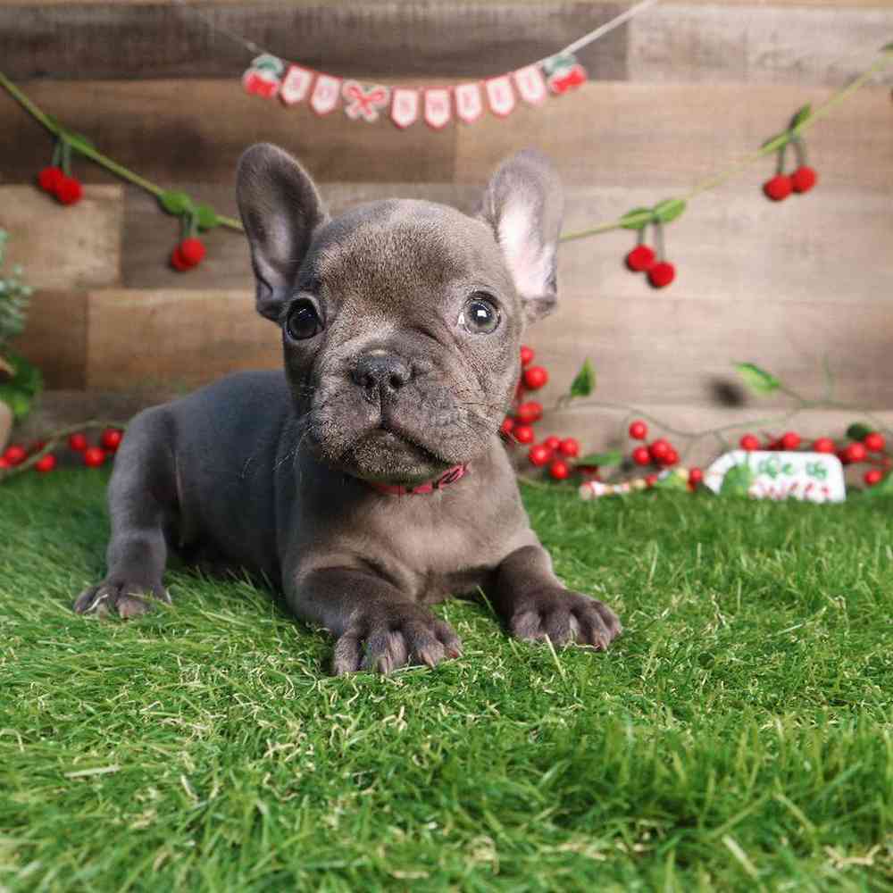 Female French Bulldog Puppy for Sale in Blaine, MN