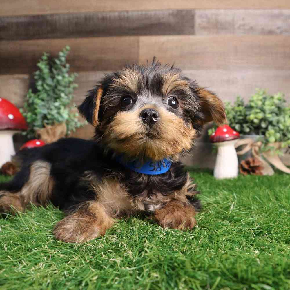 Male Yorkshire Terrier Puppy for Sale in Blaine, MN