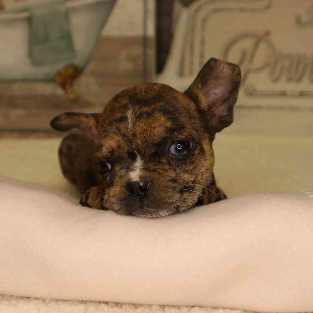 Female Frenchton Puppy for sale