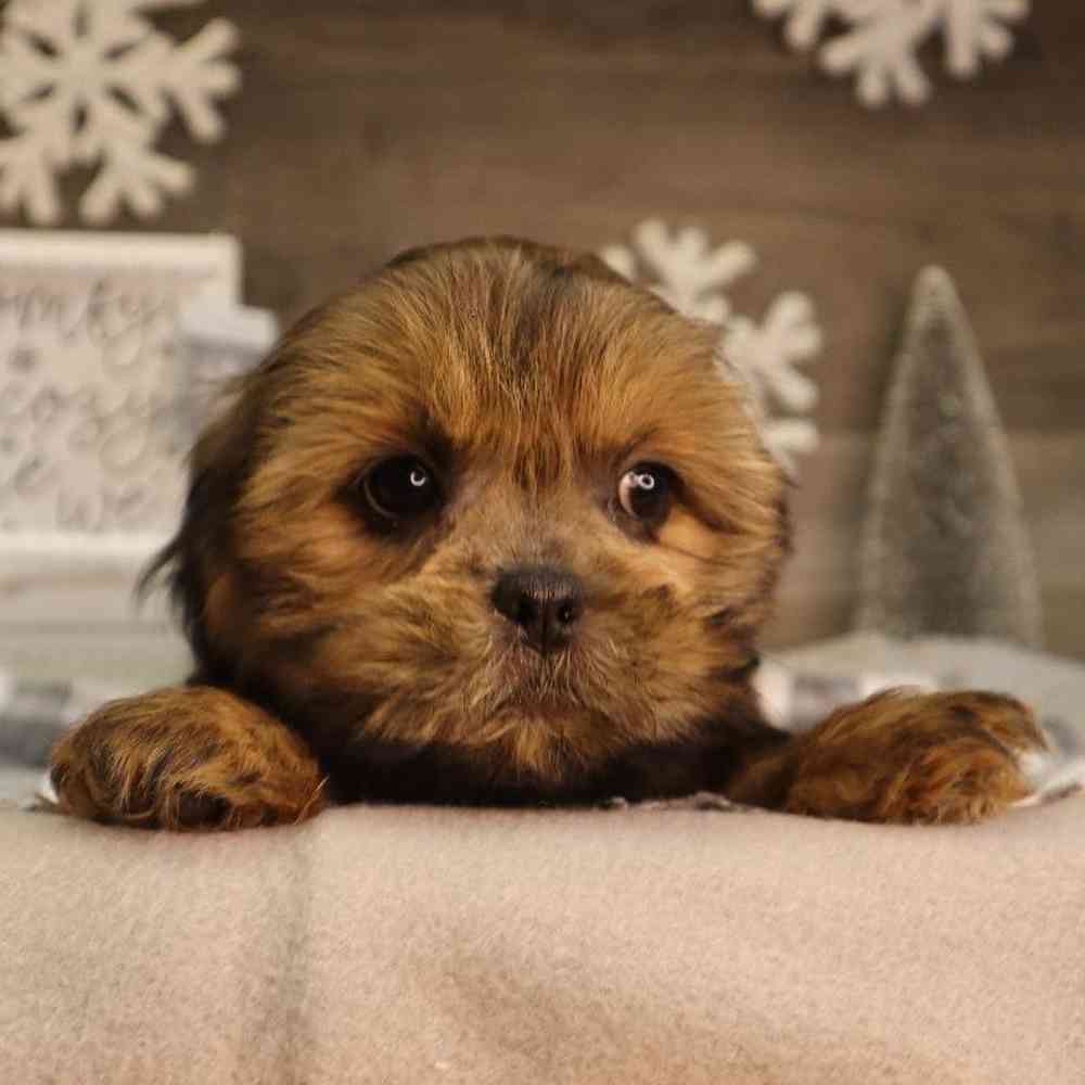 Female Lhasa Shorkie Puppy for Sale in Blaine, MN
