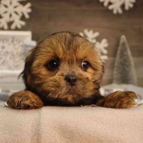 Lhasa Shorkie