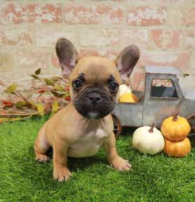 French Bulldog