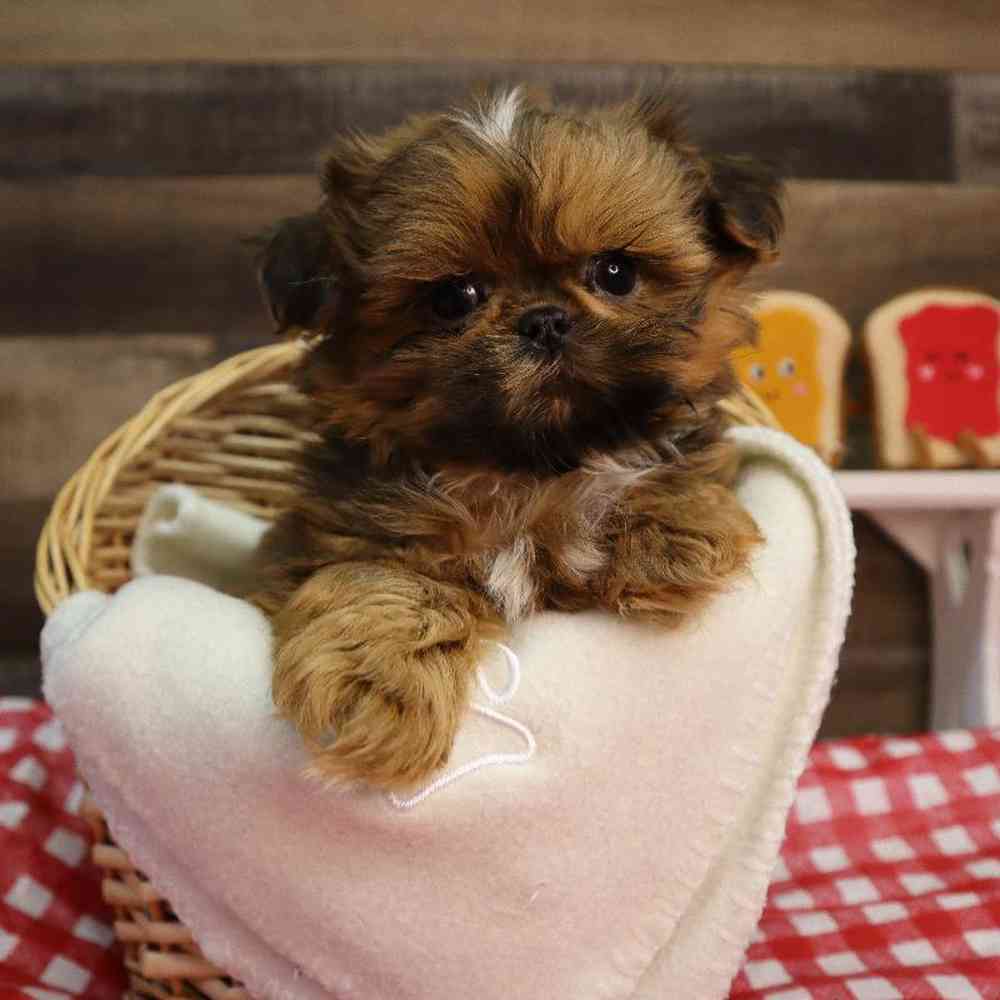 carousel pet images