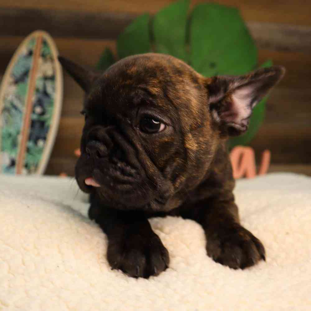 Male French Bulldog Puppy for Sale in Blaine, MN