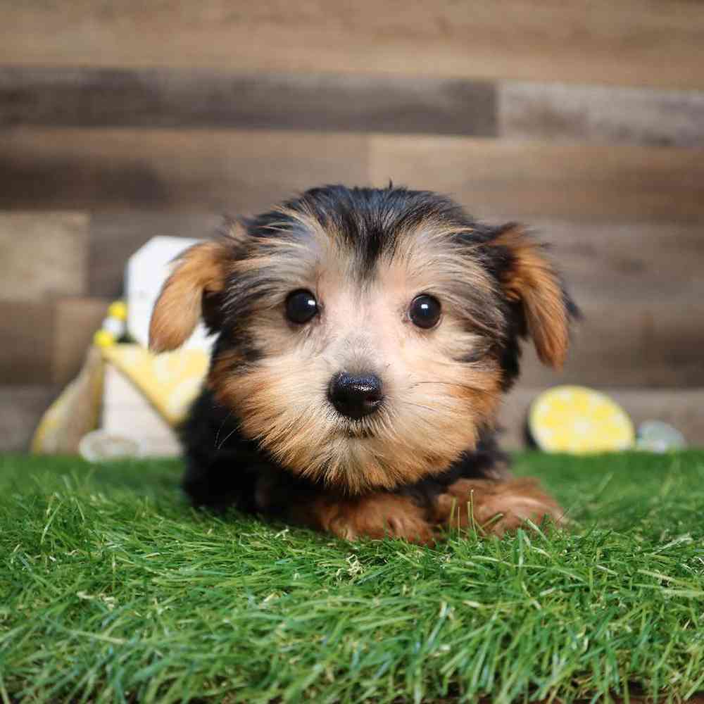 Female Yorkshire Terrier Puppy for Sale in Blaine, MN