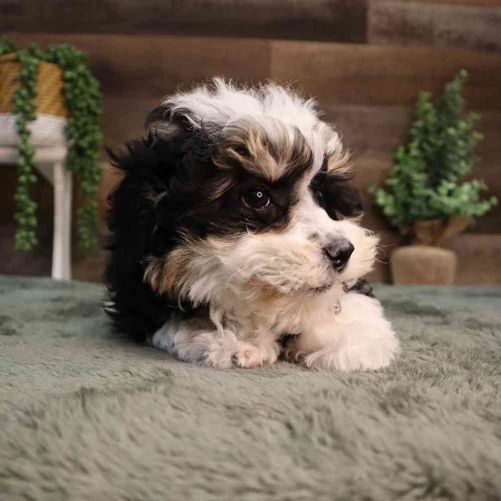 carousel pet images
