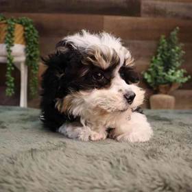 Mini BerneDoodle