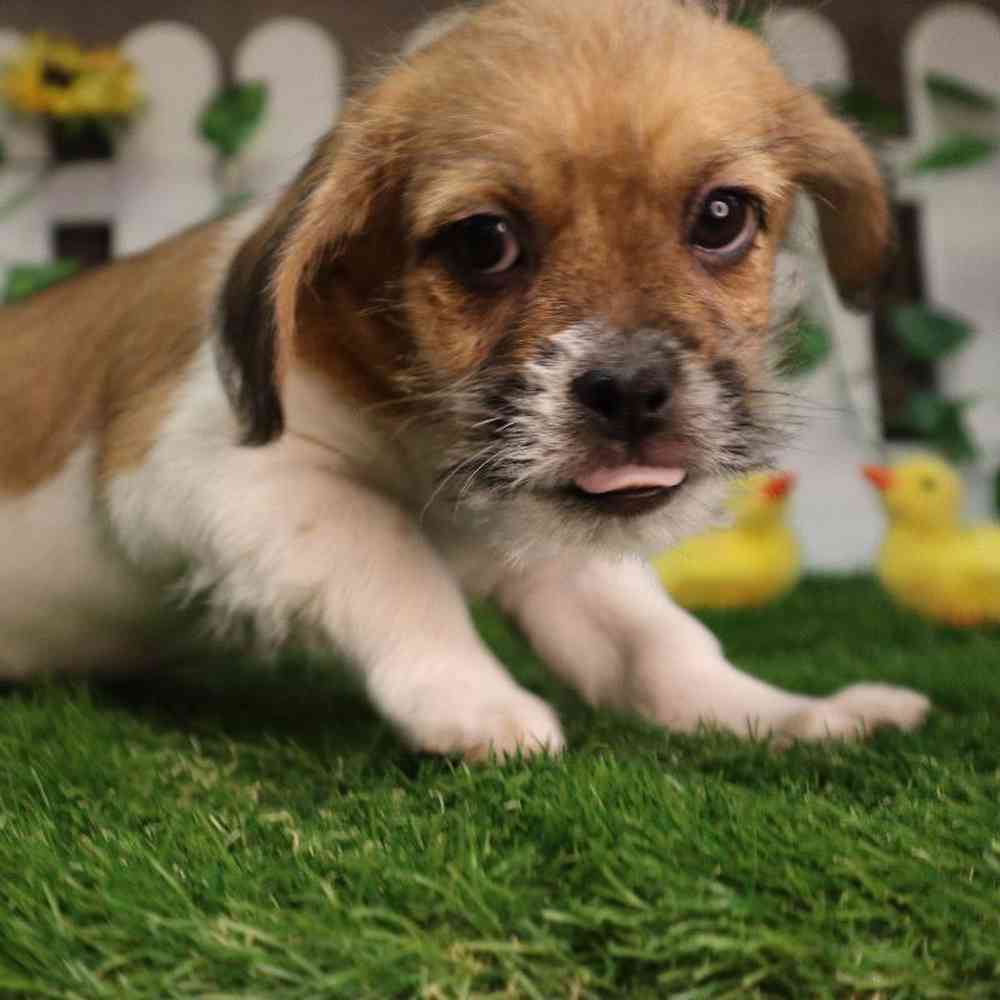 carousel pet images