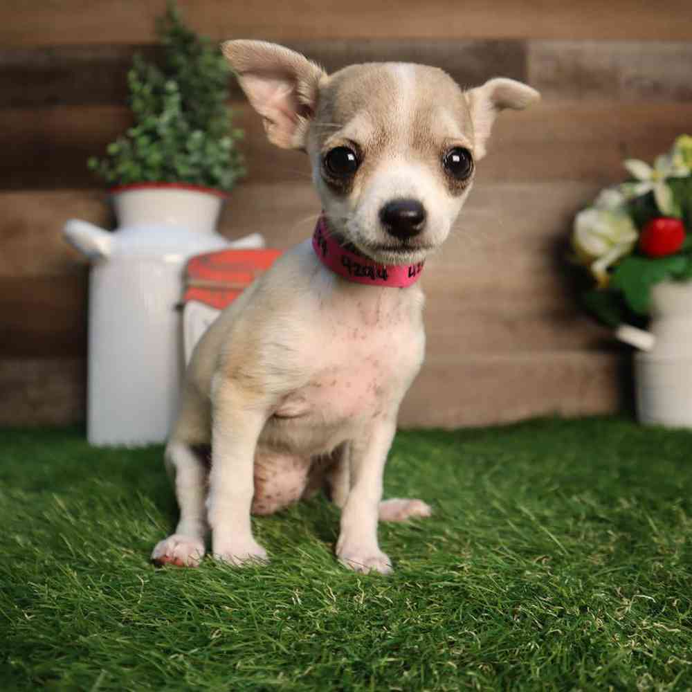 Female Chihuahua Puppy for Sale in Blaine, MN