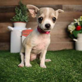 Chihuahua