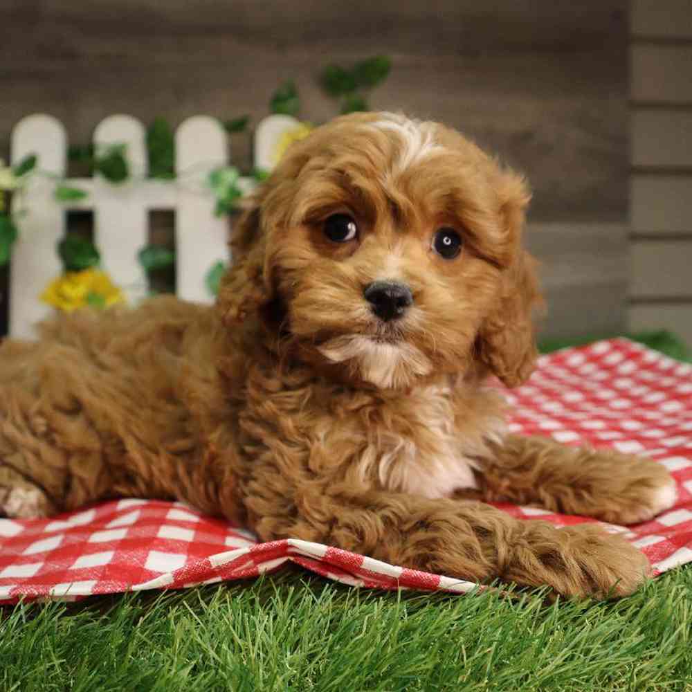 carousel pet images