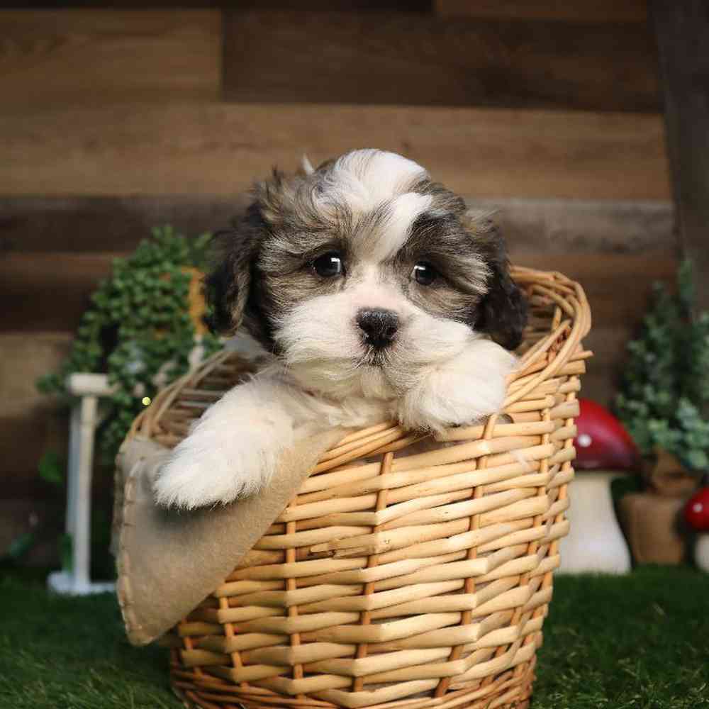 carousel pet images