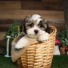Shipoo