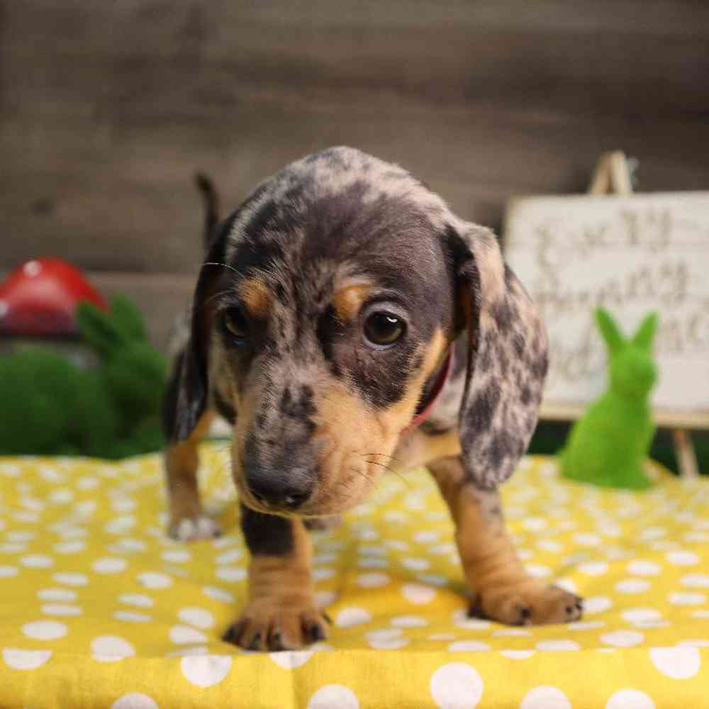 carousel pet images