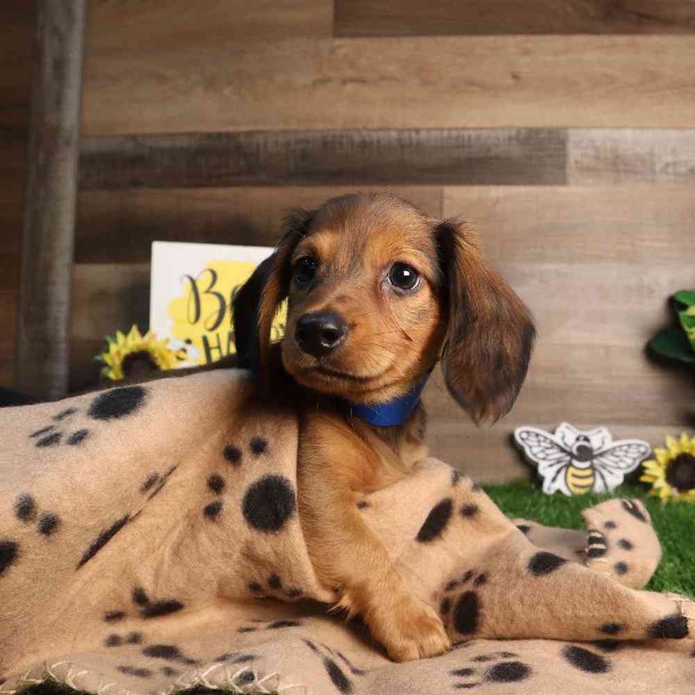 Image of a pet breed in the gallery