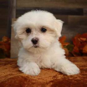 Maltese