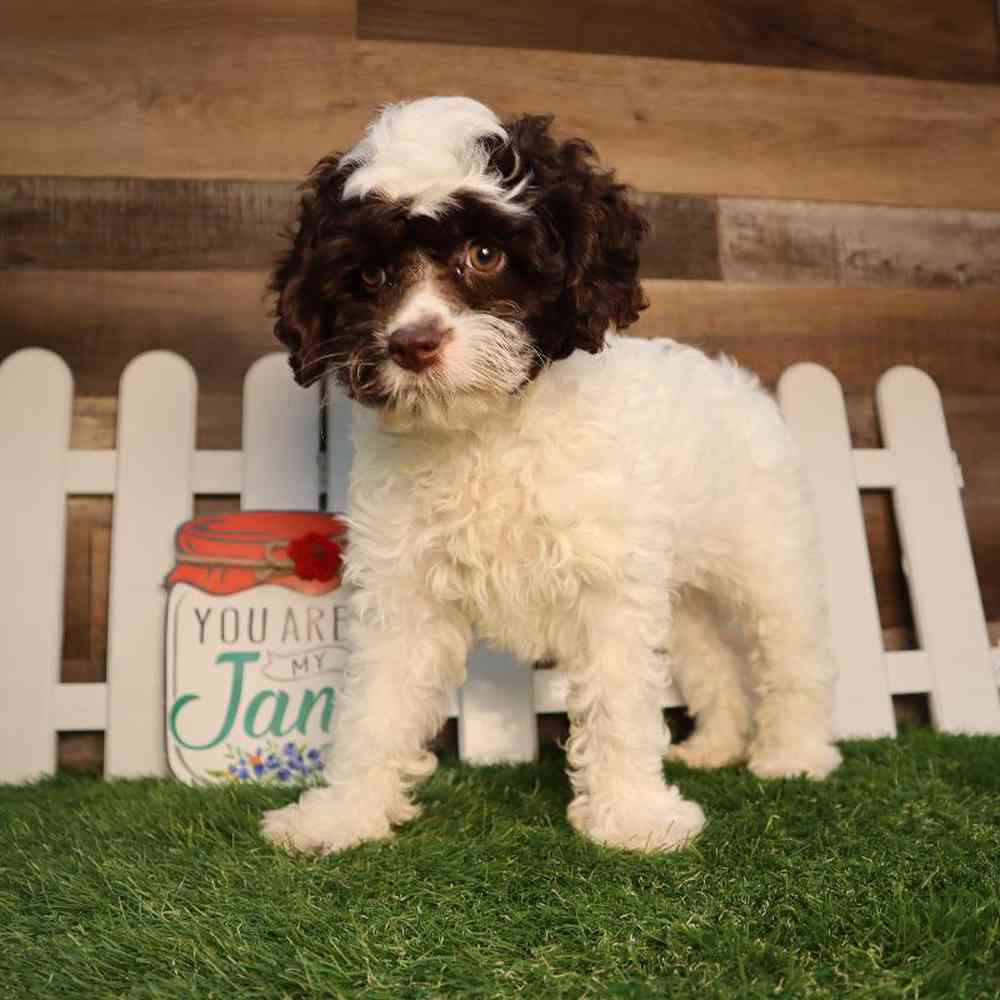 carousel pet images