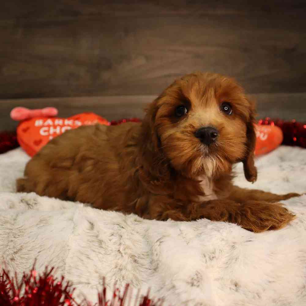 Female Cavapoo Puppy for Sale in Blaine, MN