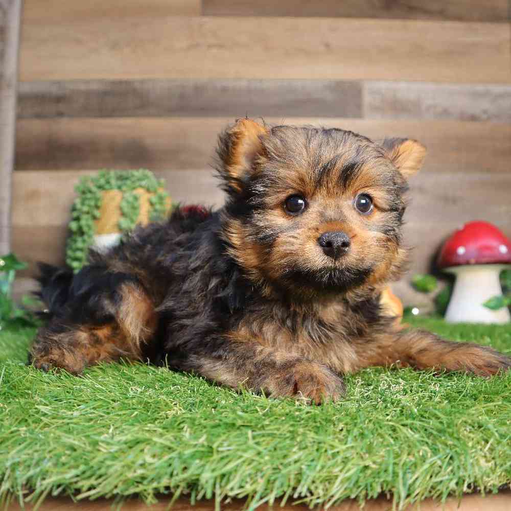 Male Shorkie Puppy for Sale in Blaine, MN