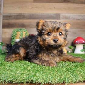 Shorkie