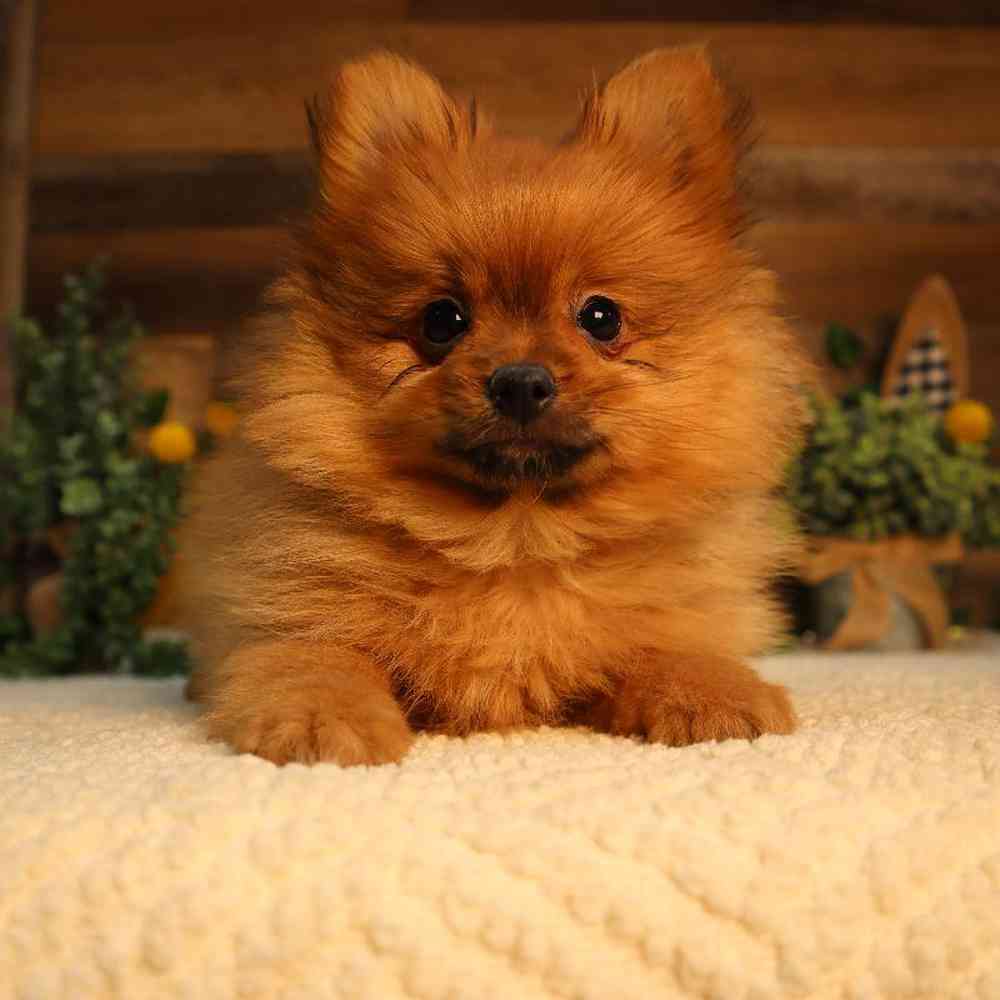 carousel pet images