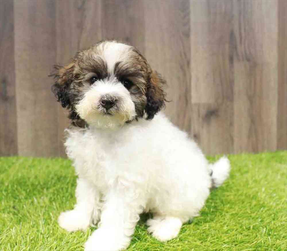 carousel pet images