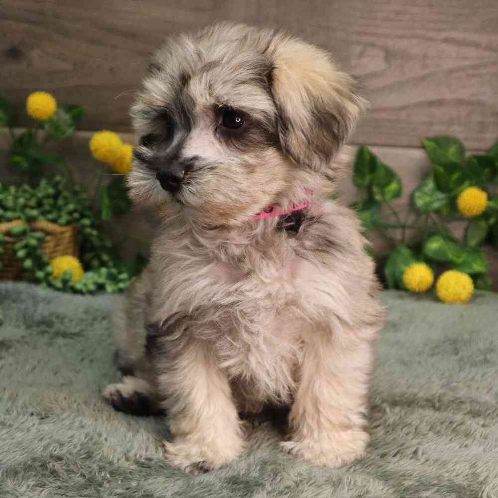 carousel pet images