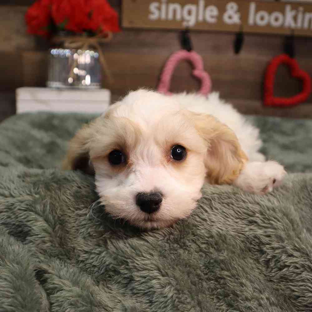 Male Cavachon Puppy for Sale in Blaine, MN