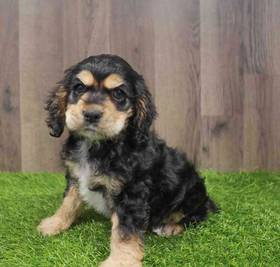 Cocker Spaniel
