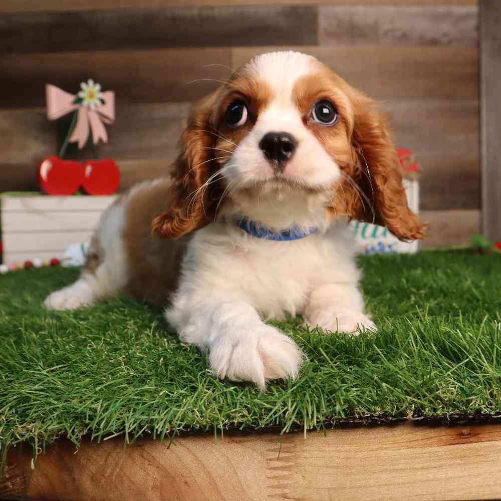 carousel pet images