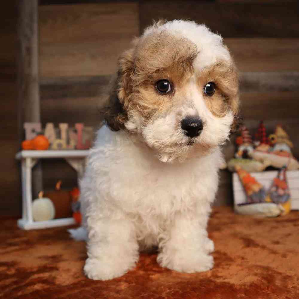 carousel pet images