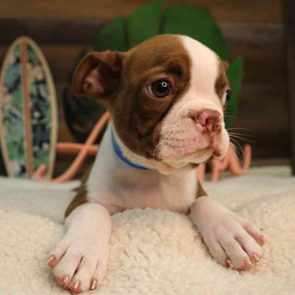 Male Boston Terrier Puppy for Sale in Blaine, MN