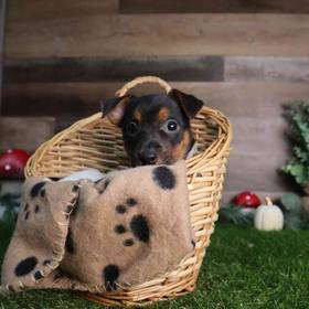 Jack Russell Terrier