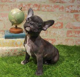 French Bulldog