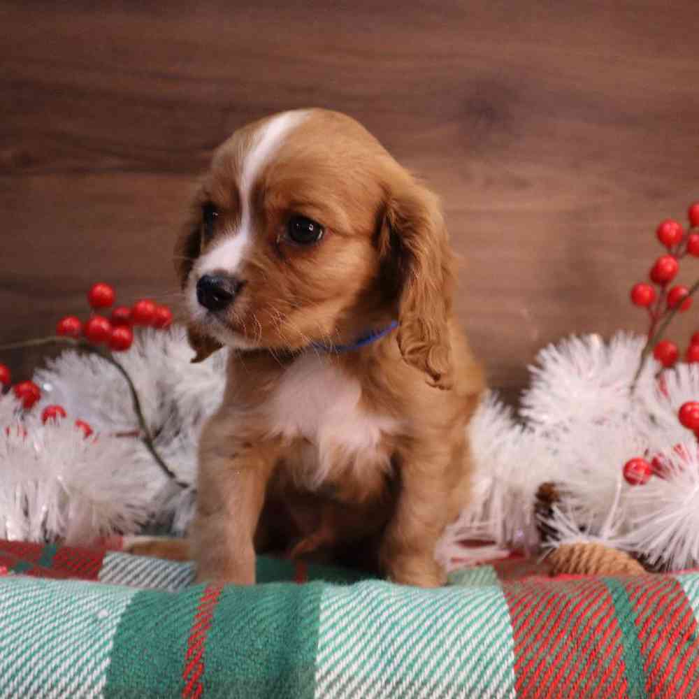 Male Cavalier King Charles Spaniel Puppy for sale