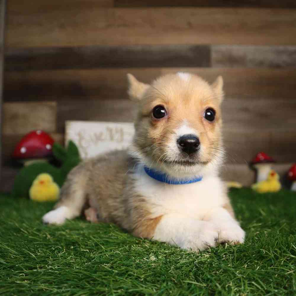 carousel pet images