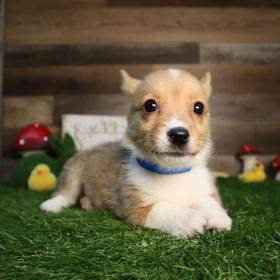 Pembroke Welsh Corgi