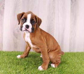 Boxer
