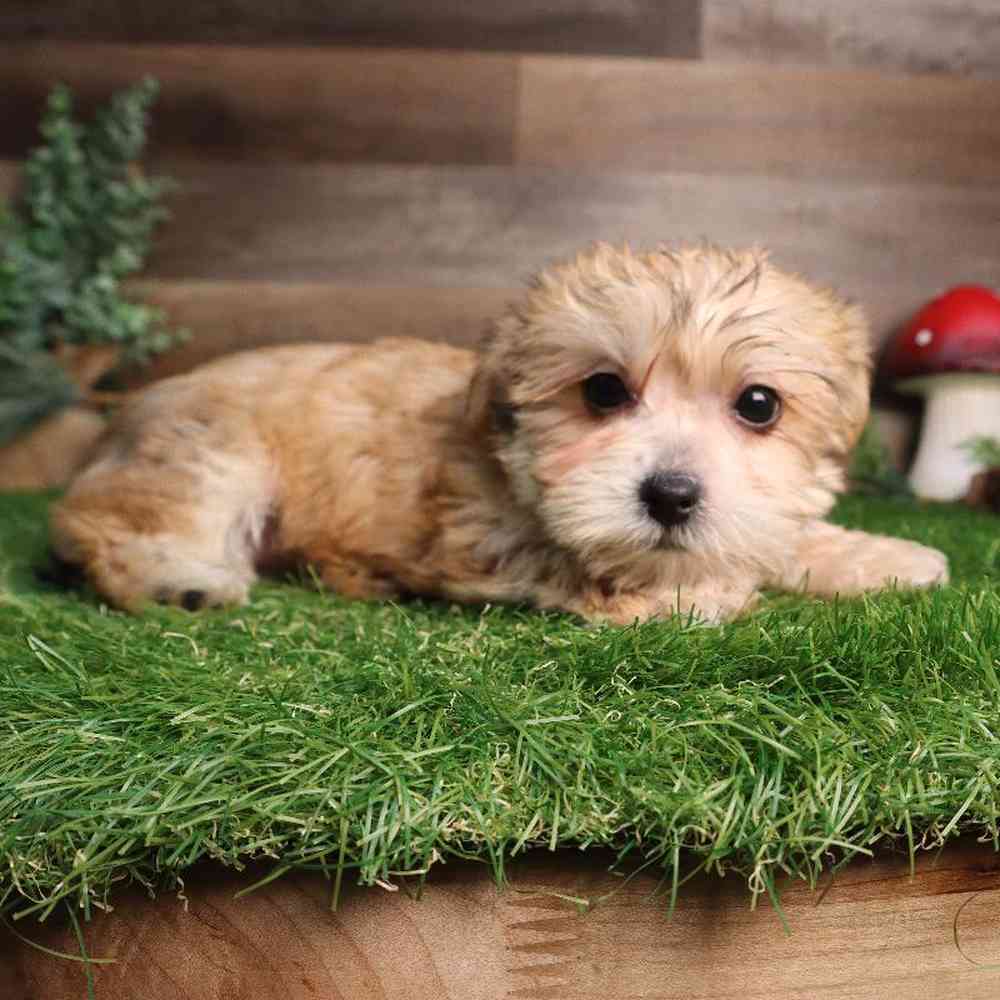 Female Yochon Puppy for Sale in Blaine, MN