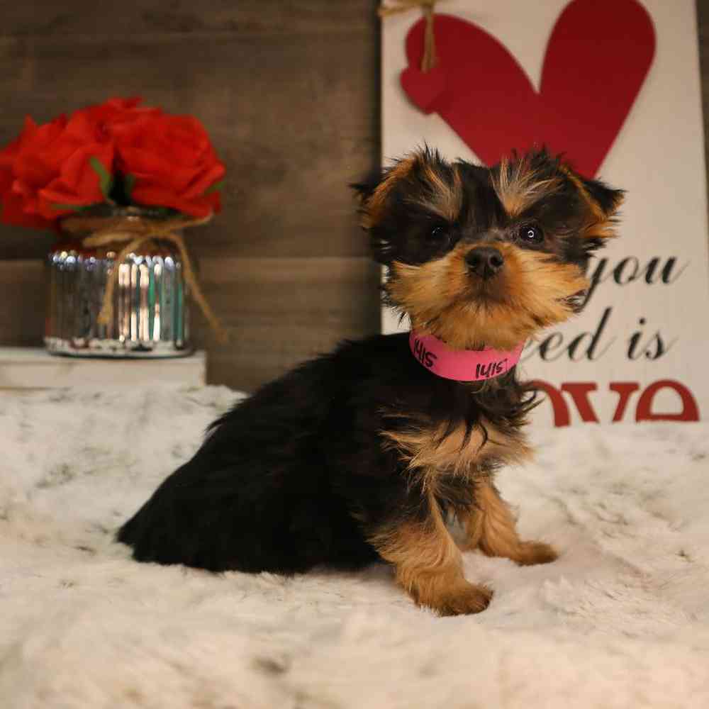 Female Silky Terrier Puppy for Sale in Blaine, MN