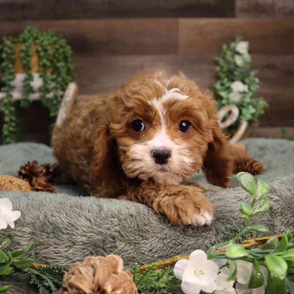 carousel pet images