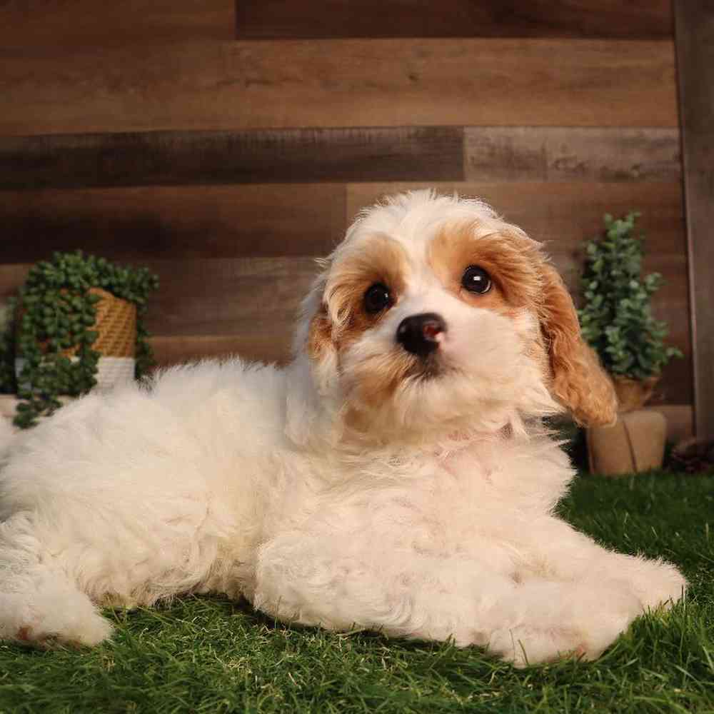 Female Cavapoo Puppy for Sale in Blaine, MN