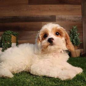 Cavapoo