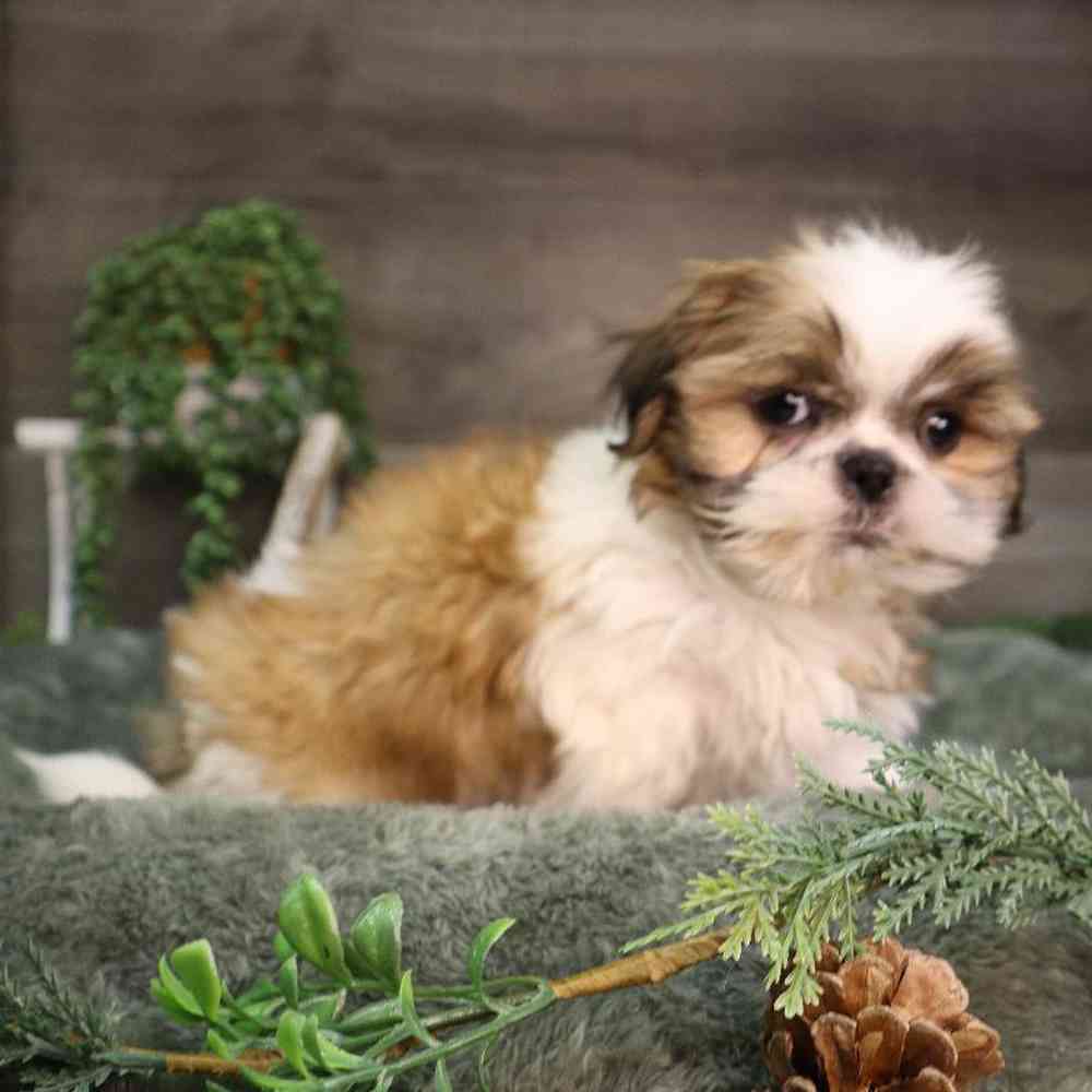 carousel pet images