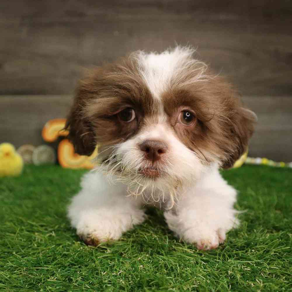 carousel pet images