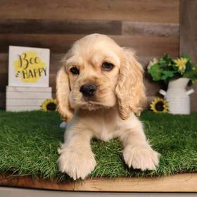 Cocker Spaniel