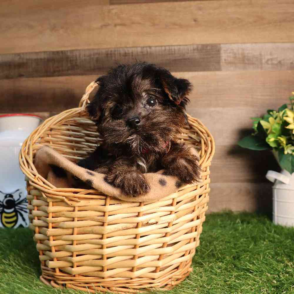 Female Yorkie-Poo Puppy for Sale in Blaine, MN
