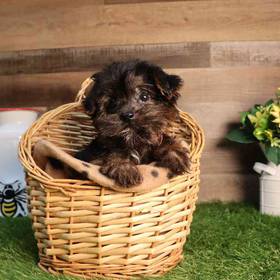 Yorkie-Poo
