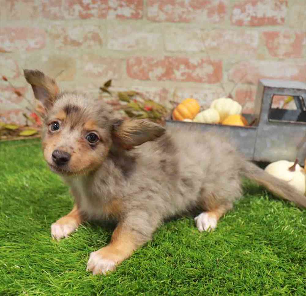 carousel pet images