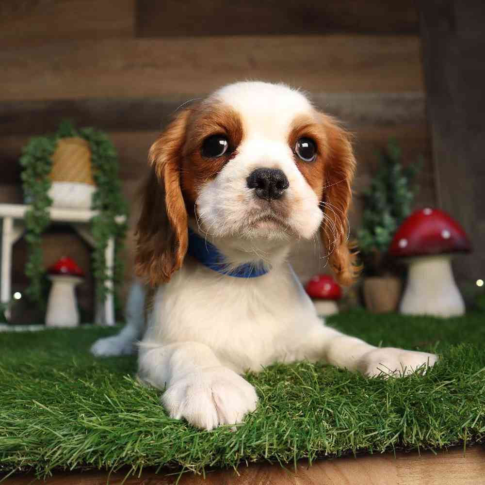 Male Cavalier King Charles Spaniel Puppy for Sale in Blaine, MN